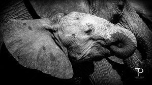 Elephant in Chobe